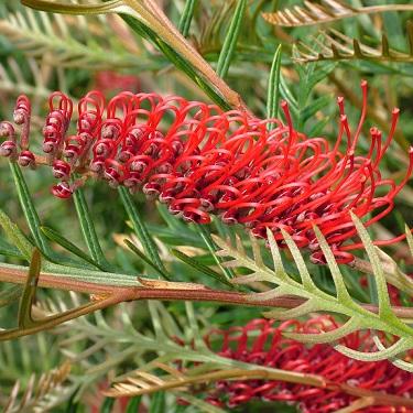 Grevillea 'Robin Hood'