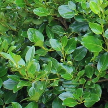 Griselinia 'Ardmore Emerald'