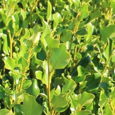 Griselinia 'Broadway Mint'