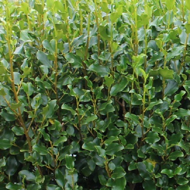 Griselinia 'Cob'