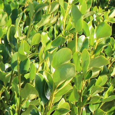 Griselinia 'Emerald'