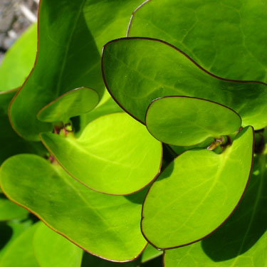 Griselinia lucida