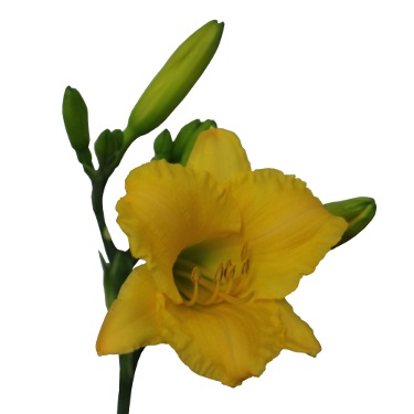 Hemerocallis 'Stella Bella'