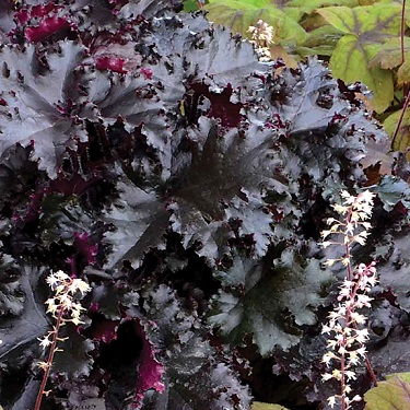 Heuchera 'Black Taffeta'