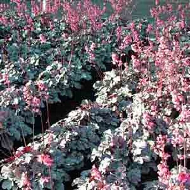 Heuchera 'Milan'