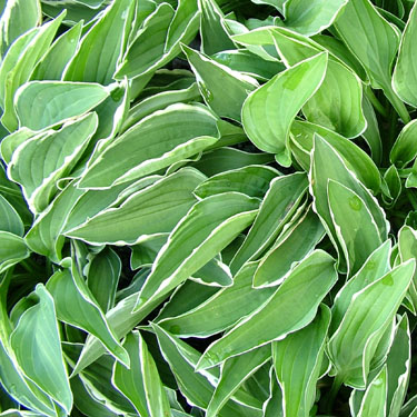 Hosta 'Allan P McConnell'