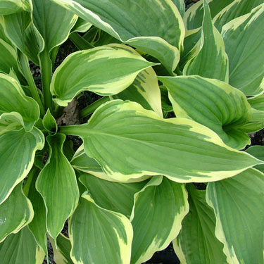 Hosta 'Antioch'