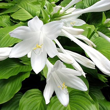 Hosta 'Aphrodite' Hosta 'Aphrodite'