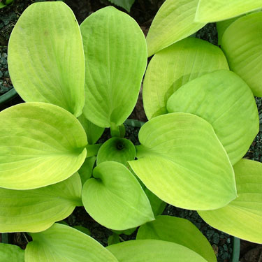 Hosta 'August Moon'