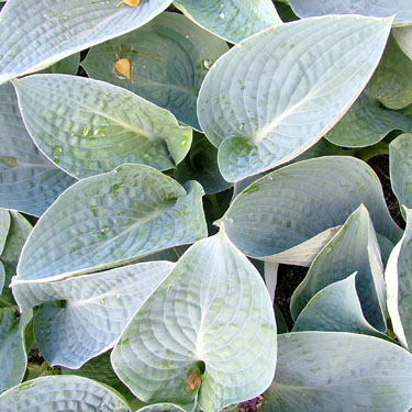 Hosta 'Big Daddy'