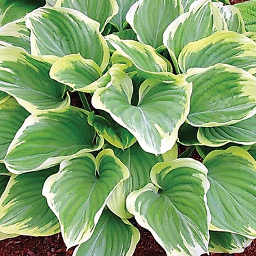 Hosta 'Blazing Saddles'