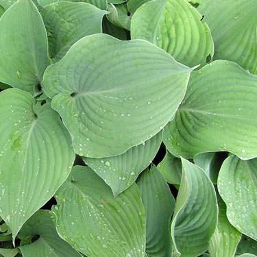 Hosta 'Blue Angel'