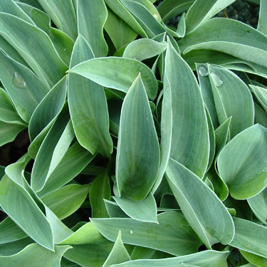 Hosta 'Blue Cadet'