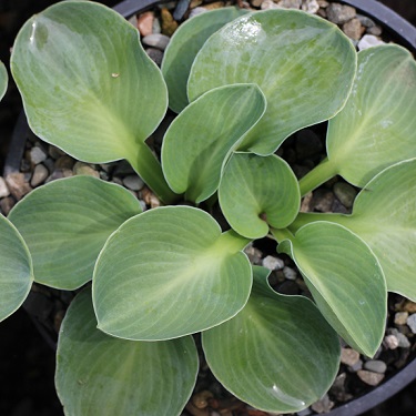 Hosta 'Blue Mouse Ears'