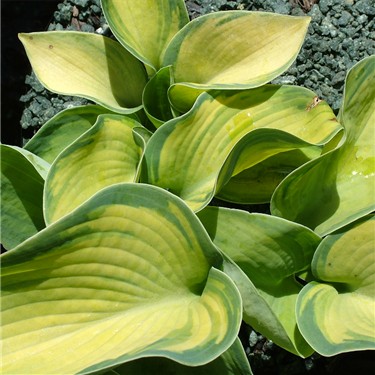 Hosta 'Bright Lights'