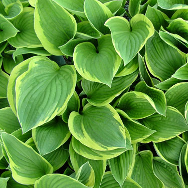 Hosta 'Ellerbroek'