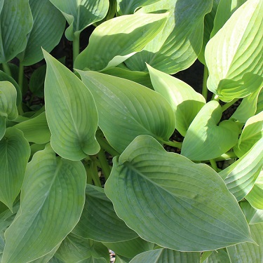 Hosta 'Empress Wu'