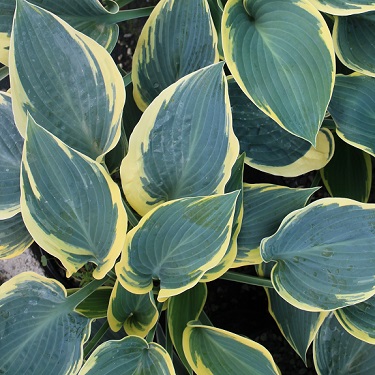 Hosta 'First Frost'