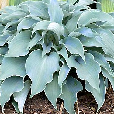 Hosta 'Flemish Sky'