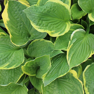 Hosta fortunei 'Aureomarginata'