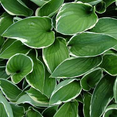 Hosta 'Francee'