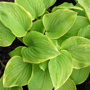 Hosta 'Fragrant Bouquet'