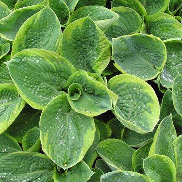 Hosta 'Frances Williams'