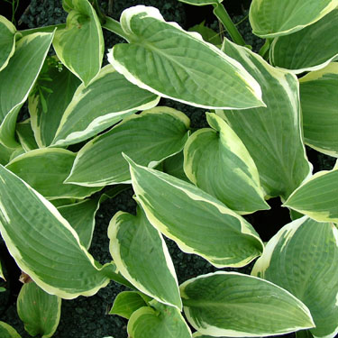 Hosta 'Fringe Benefit'