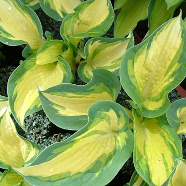 Hosta 'Great Expectations'