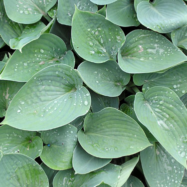 Hosta 'Hadspen Blue'