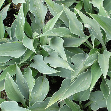 Hosta 'Halcyon'