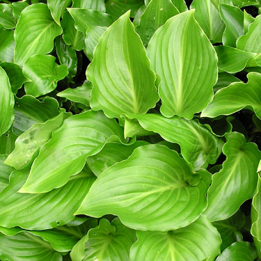 Hosta 'Invincible'