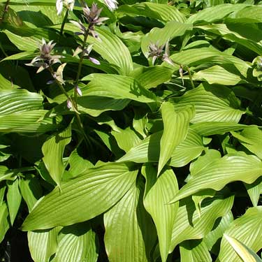 Hosta 'Jade Cascade'