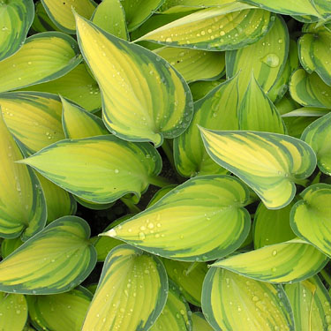 Hosta 'June'