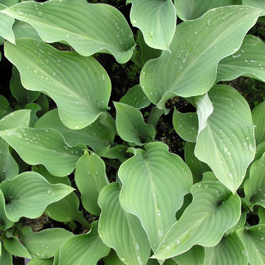 Hosta 'Krossa Regal'