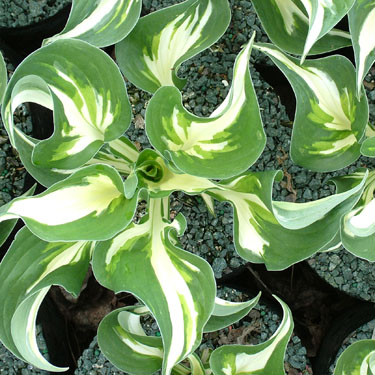 Hosta 'Loyalist'