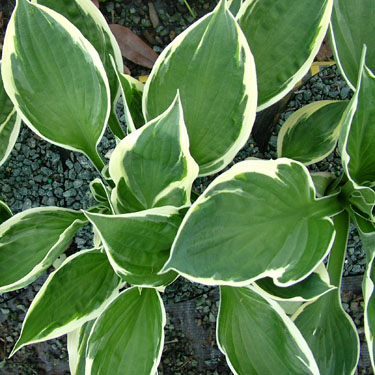 Hosta 'Minuteman'