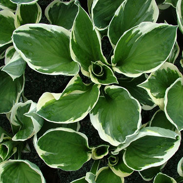 Hosta 'Patriot'