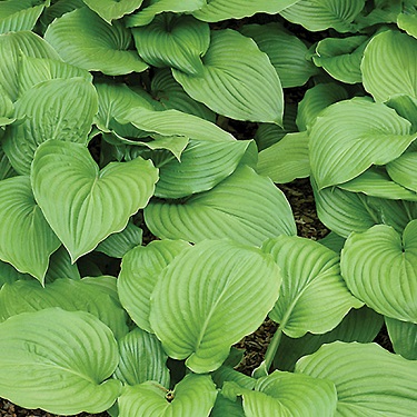 Hosta plantaginea 'Grandiflora'