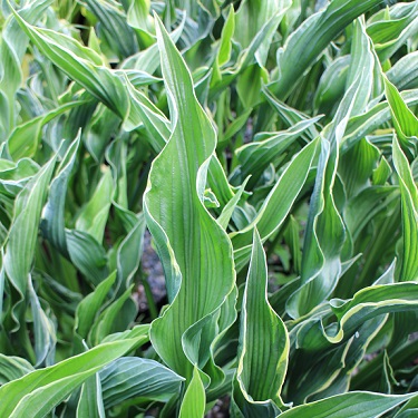 Hosta 'Praying Hands'