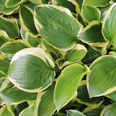 Hosta 'Queen Josephine'