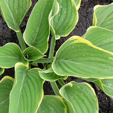 Hosta 'Sagae'