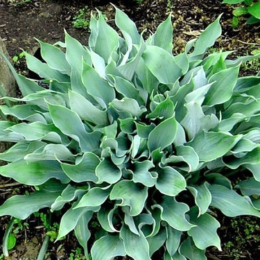 Hosta 'Salute'