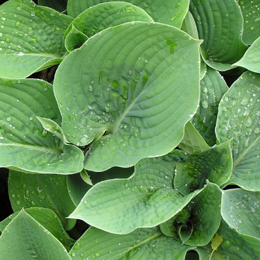 Hosta sieboldiana 'Elegans'