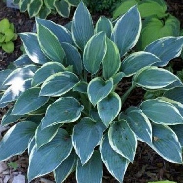 Hosta 'Sleeping Beauty'