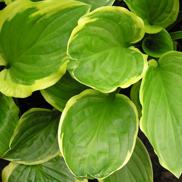 Hosta 'So Sweet'