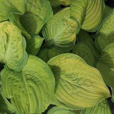 Hosta 'Stained Glass'