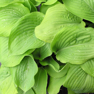 Hosta 'Sum & Substance'