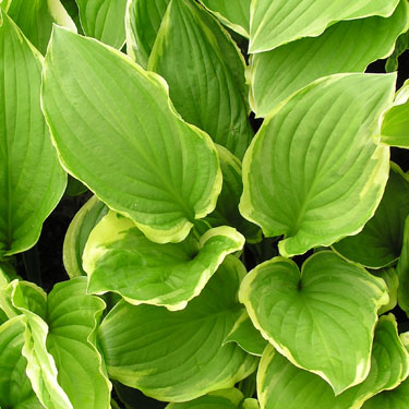 Hosta 'Summer Fragrance'