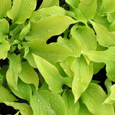 Hosta 'Sun Power'